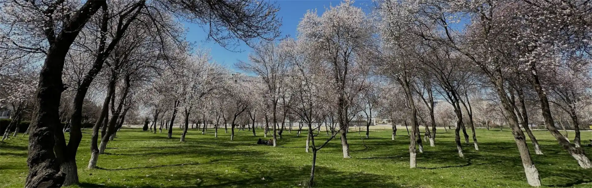 Tashkent Medical Academy